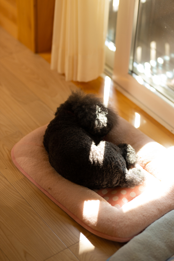 一目ぼれした土地に、人も犬も快適に過ごせる別荘を