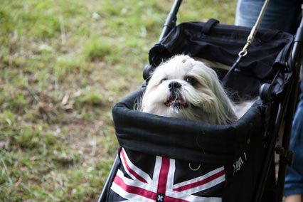 犬と一緒に、もっと幸せに暮らしたい。