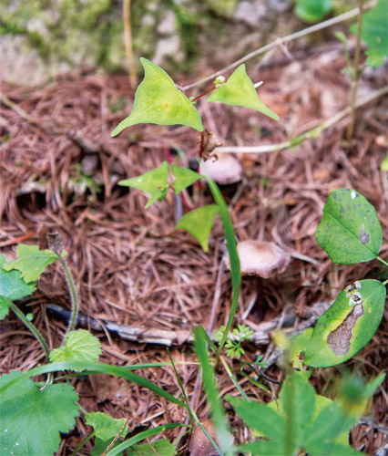 珍しい三角の葉はヤマソバ。新しい芽、小さな葉や花がそれぞれの個性を主張している。