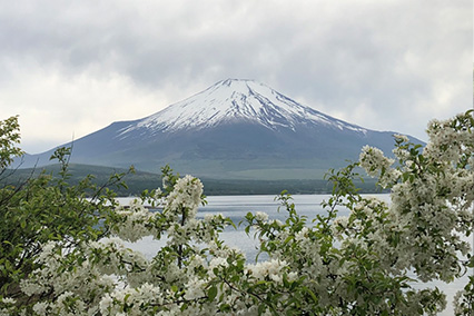 山中湖湖畔に群生しているズミの木の花