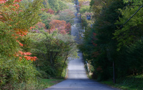 Nature | The rich natural world of Mt. Fuji and lakes